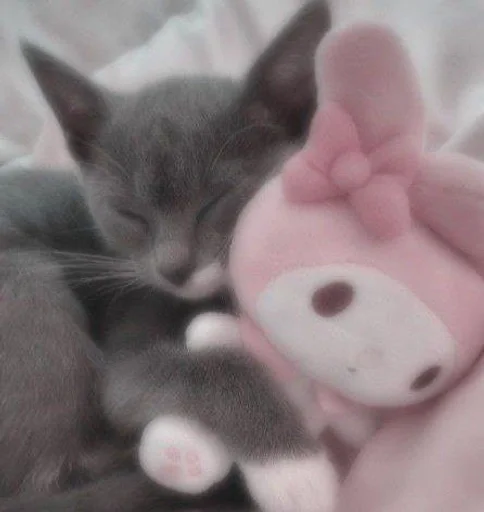 Стикерпак my kittes для Telegram — скачать