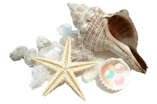 🐚 Стикер «White Белые» для Telegram