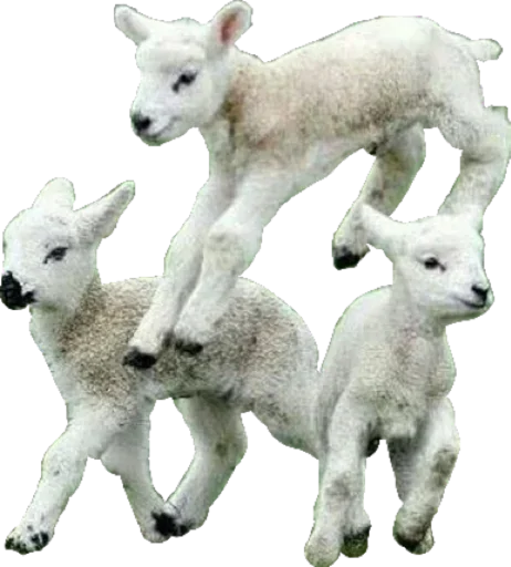 🐑 Стикер «White Белые» для Telegram