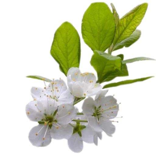 🌸 Стикер «White Белые» для Telegram