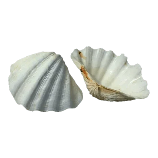 🐚 Стикер «White Белые» для Telegram