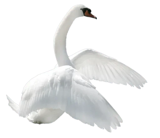 🦢 Стикер «White Белые» для Telegram