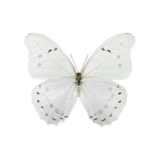 🦋 Стикер «White Белые» для Telegram