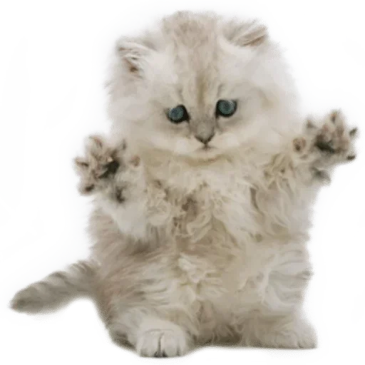 🐈 Стикер «White Белые» для Telegram