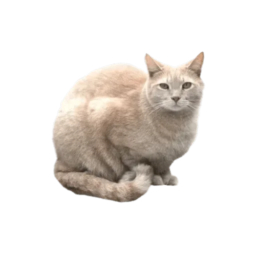 🐈 Стикер «White Белые» для Telegram
