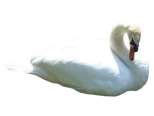 🦢 Стикер «White Белые» для Telegram
