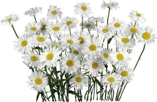 🌸 Стикер «White Белые» для Telegram