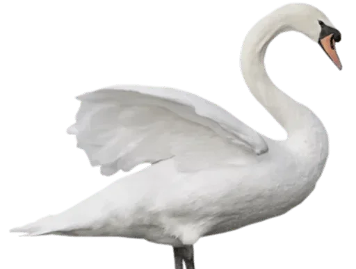 🦢 Стикер «White Белые» для Telegram