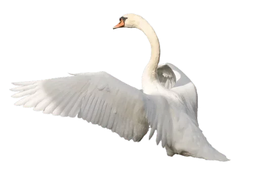 🦢 Стикер «White Белые» для Telegram