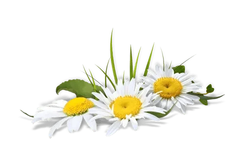 🌸 Стикер «White Белые» для Telegram