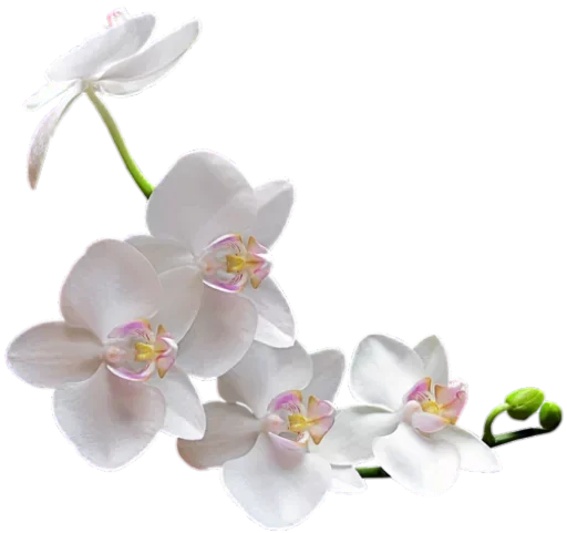🌸 Стикер «White Белые» для Telegram