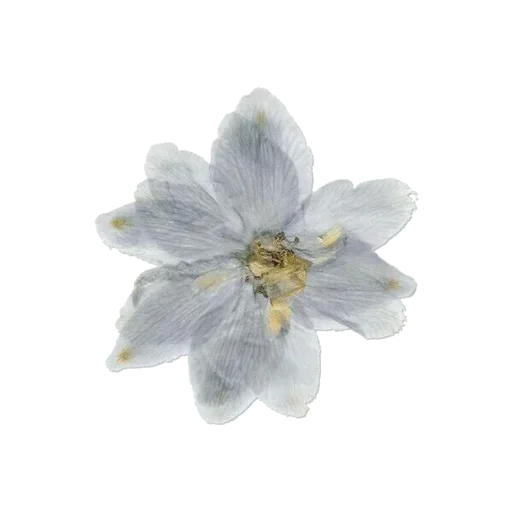 🌸 Стикер «White Белые» для Telegram