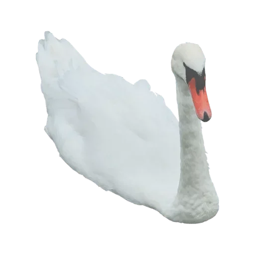 🦢 Стикер «White Белые» для Telegram