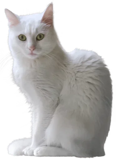🐈 Стикер «White Белые» для Telegram