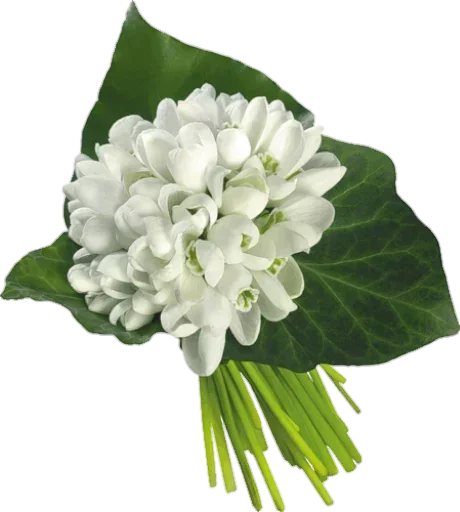 💐 Стикер «White Белые» для Telegram