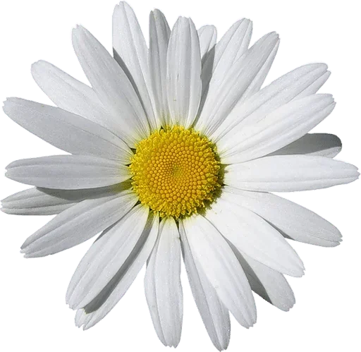 🌸 Стикер «White Белые» для Telegram