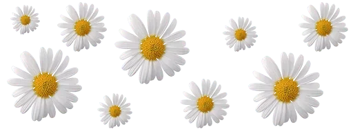 🌸 Стикер «White Белые» для Telegram