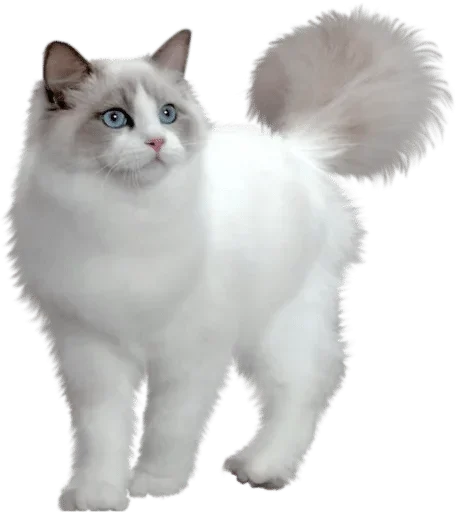 🐈 Стикер «White Белые» для Telegram