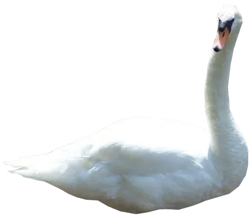 🦢 Стикер «White Белые» для Telegram