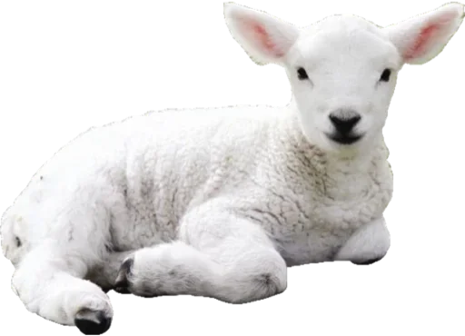 🐑 Стикер «White Белые» для Telegram