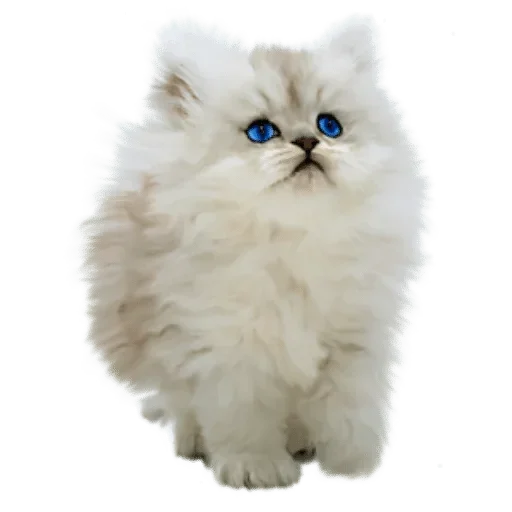 🐈 Стикер «White Белые» для Telegram