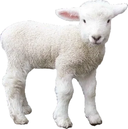 🐑 Стикер «White Белые» для Telegram