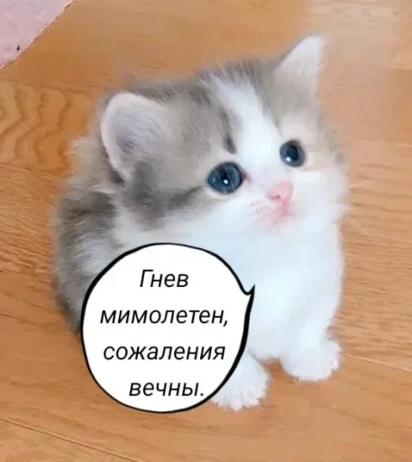 🧠 Стикер «Голые бляди.» для Telegram