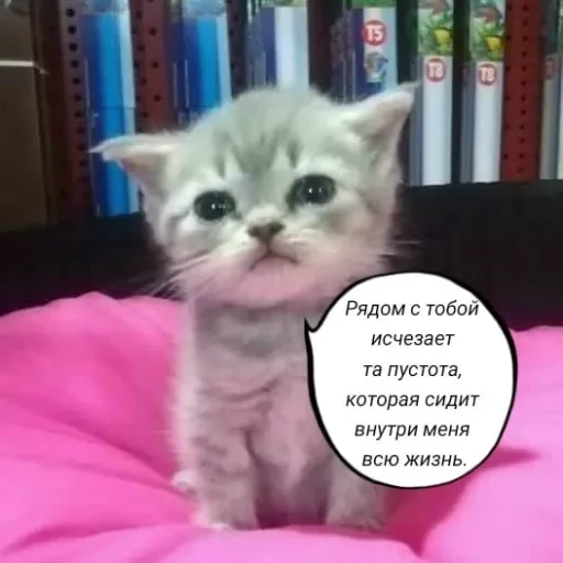 🧠 Стикер «Голые бляди.» для Telegram