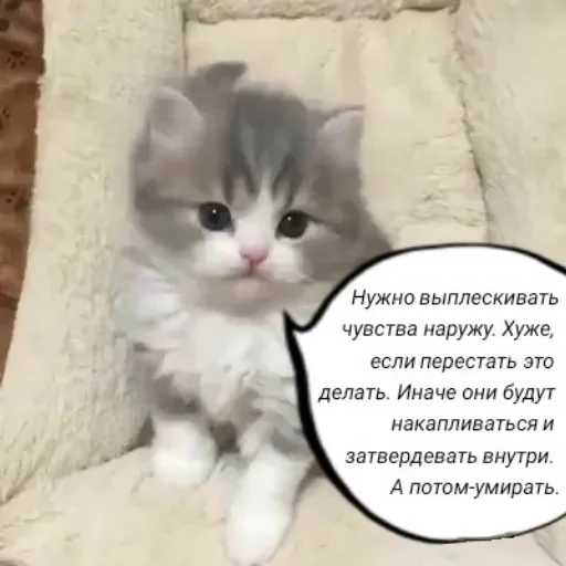 🧠 Стикер «Голые бляди.» для Telegram