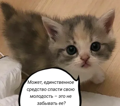 🧠 Стикер «Голые бляди.» для Telegram
