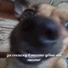 😤 Эмодзи «пизда» для Telegram