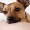 😊 Эмодзи «пизда» для Telegram