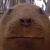 🦫 Эмодзи «пизда» для Telegram