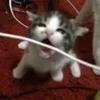 🐈 Эмодзи «пизда» для Telegram