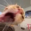 💦 Эмодзи «пизда» для Telegram