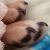 🐾 Эмодзи «пизда» для Telegram