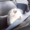 🦔 Эмодзи «пизда» для Telegram