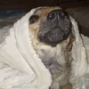 🛏 Эмодзи «пизда» для Telegram