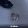 🐰 Эмодзи «пизда» для Telegram
