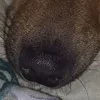 🐽 Эмодзи «пизда» для Telegram