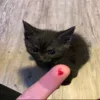 😡 Эмодзи «пизда» для Telegram