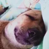 💤 Эмодзи «пизда» для Telegram