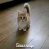 🖕 Эмодзи «пизда» для Telegram