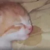 💤 Эмодзи «пизда» для Telegram