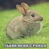 🐰 Эмодзи «пизда» для Telegram
