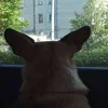 👂 Эмодзи «пизда» для Telegram