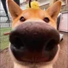 🐶 Эмодзи «пизда» для Telegram