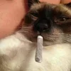 🚬 Эмодзи «пизда» для Telegram
