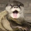 😲 Эмодзи «Выдрочки» для Telegram