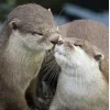 🥰 Эмодзи «Выдрочки» для Telegram